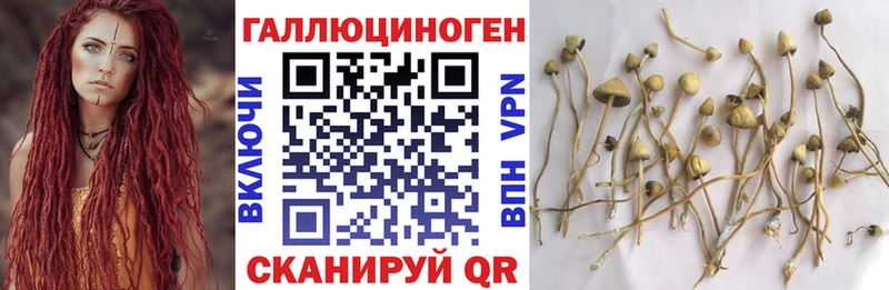 Купить где  Ряжск  Псилоцибиновые грибы Magic Shrooms 